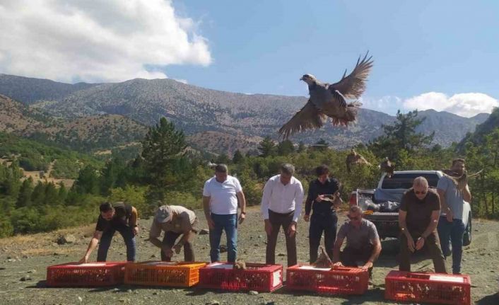 Derebucak’ta doğaya 800 kınalı keklik bırakıldı