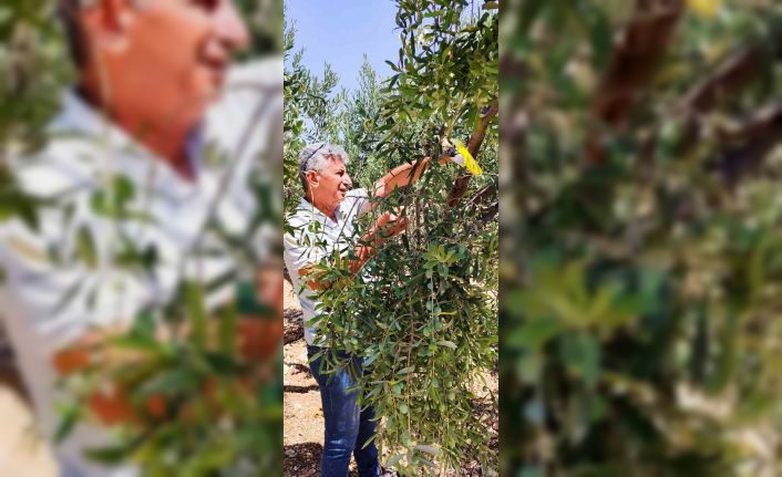 Didim’de zeytin sineğiyle mücadele devam ediyor