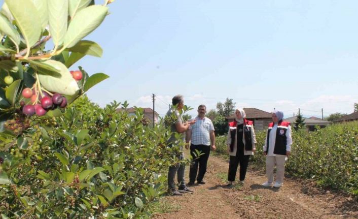 Düzce’de üretimi her geçen yıl artıyor