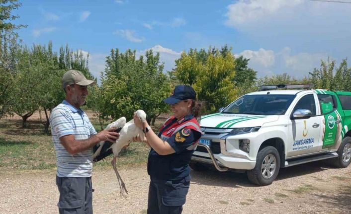 Elazığ’da yaralı leylek, koruma altına alındı