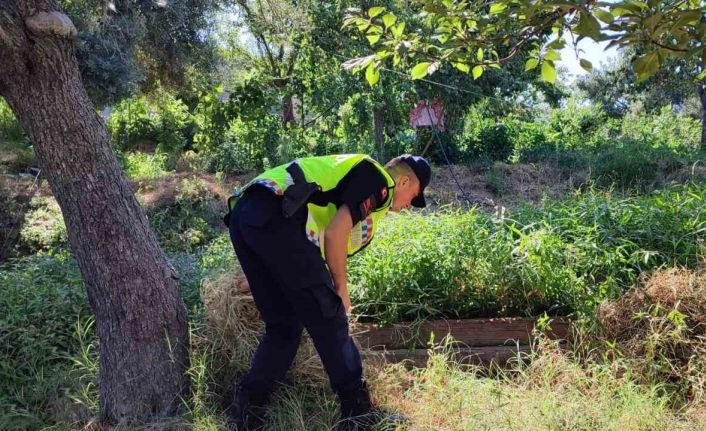 Elektrik direğini çalan şüpheli jandarmadan kaçamadı