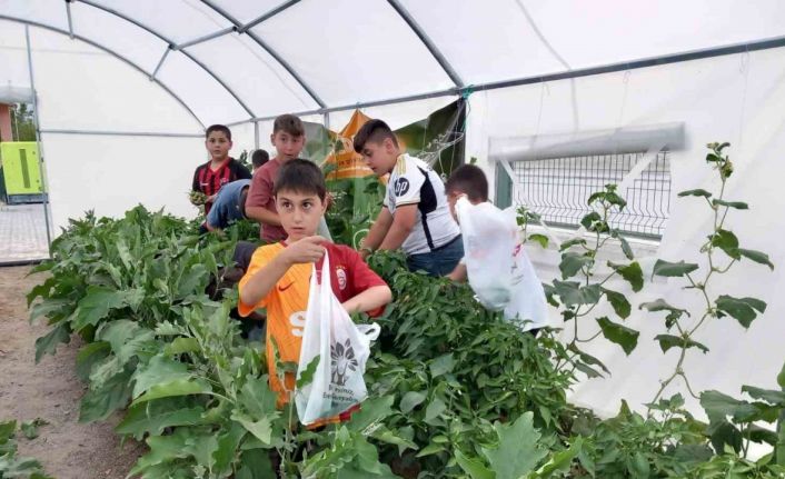 Erzincan’da minik öğrenciler sebze hasadına başladı