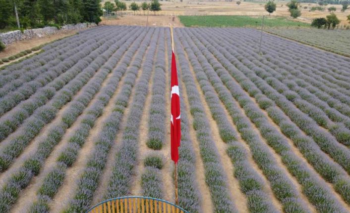 Fekeli lavanta üreticileri sahte ürünlere karşı tüketiciyi uyardı