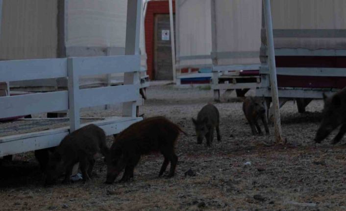 Fethiye’de domuz yavruları plaja indi