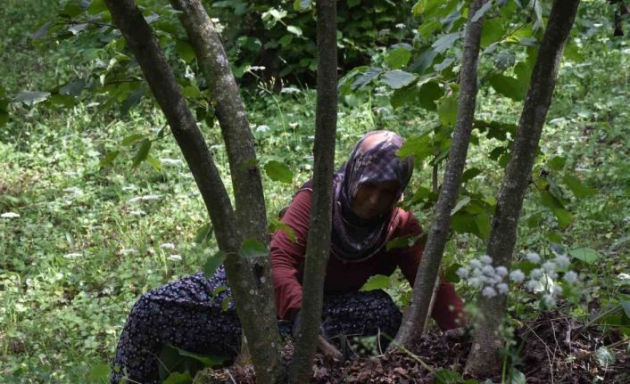 Fındık hasadına günler kala üretici, temizlik için bahçeye girdi