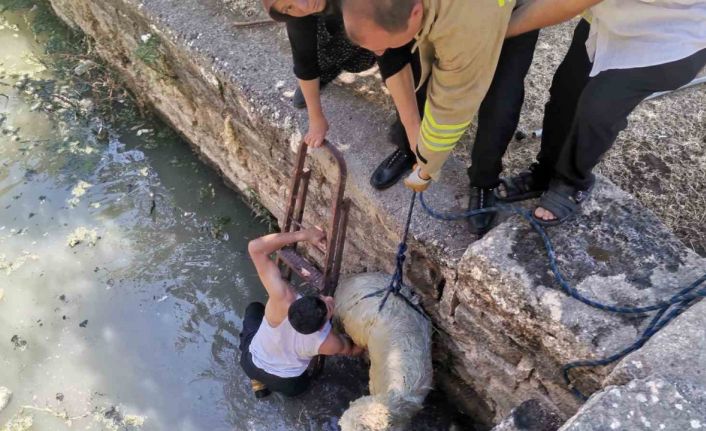 Havuza düşen koyunu itfaiye ekipleri kurtardı