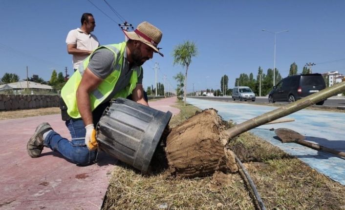 Iğdır Belediyesi şehrin farklı yerlerine yeni ağaçlar dikti