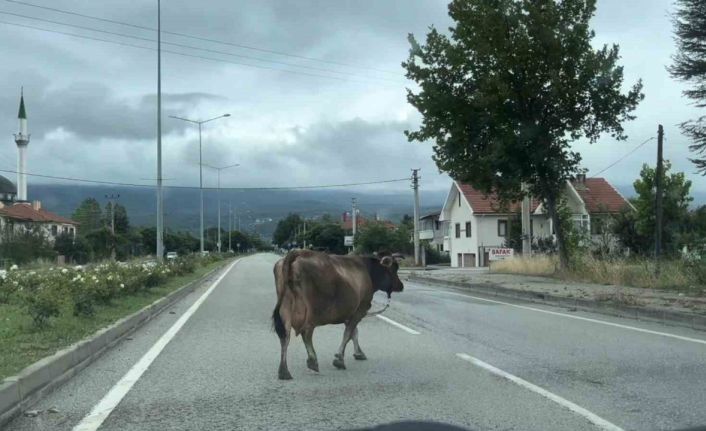 İnek araçlara aldırış etmeden trafiği tehlikeye soktu