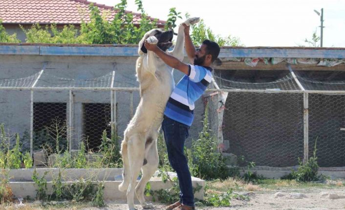 İri cüssesiyle nam salan Aksaray Malaklısı insan boyunu geçiyor