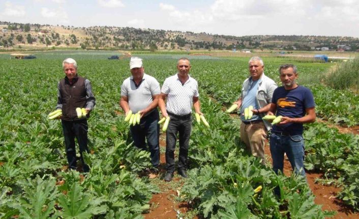 Kabak üreticisi ihracat için yeni ülkeler arıyor