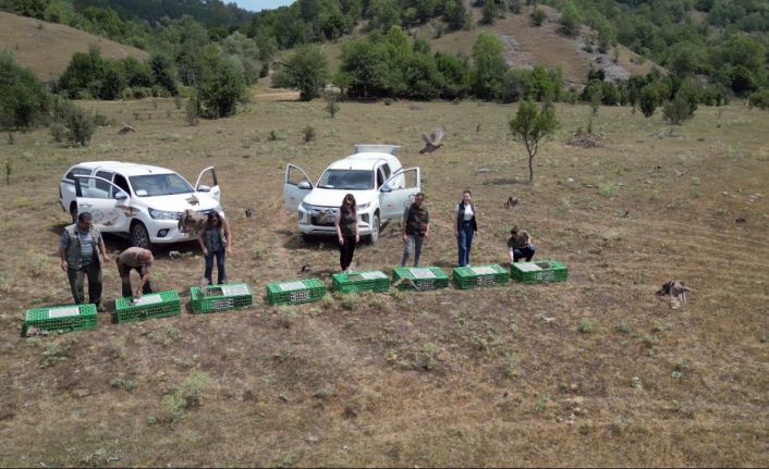 Kastamonu’da doğaya 900 keklik salındı