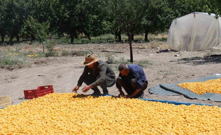 Kayısının dalından 115’den fazla ülkeye ihracat