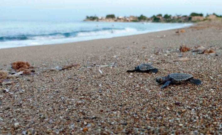 Manavgat’ta caretta caretta koruma çalışmaları sürüyor