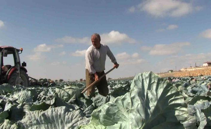 Niğde’de turfanda lahana hasadına başlanıldı