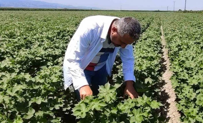 Pamuk üreticilerine yeşil kurt uyarısı