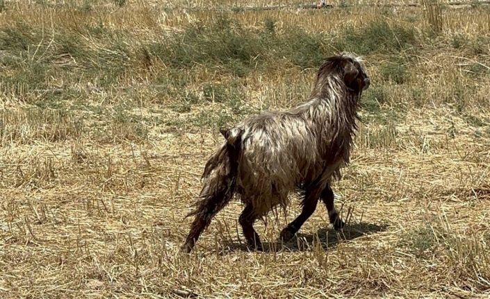 Su kuyusuna düşen keçiyi itfaiye ekipleri kurtardı