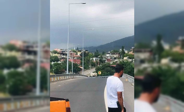 Tırdan kaçan angusla ekiplerin yakalama mücadelesi kamerada