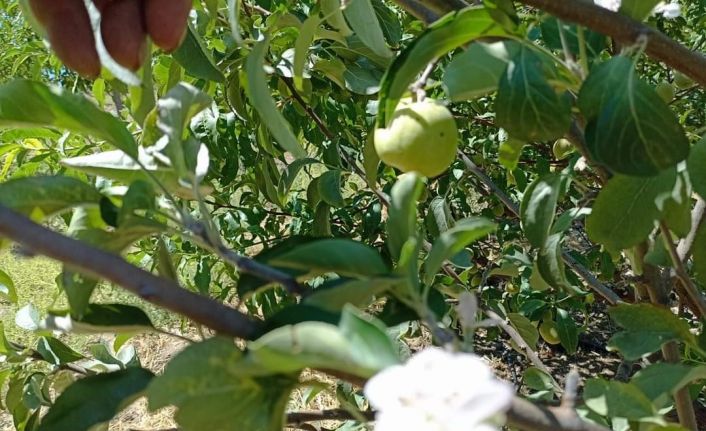 Tunceli’de elma ağacı, üzerinde meyve varken aynı zamanda çiçek açtı