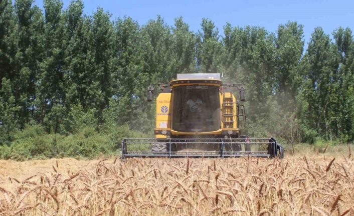 Yerli tohum ’Taner’ Pazar’da çiftçilerin umudu oldu