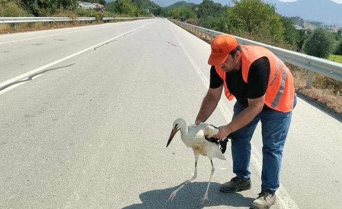 Yol kenarında yaralı halde bulunan leylek tedavi altına alındı