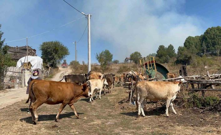 Alevlenen yangından hayvanlarını böyle kaçırdı