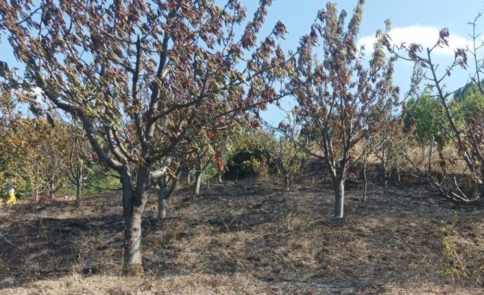 Amasya’da çıkan yangında 10 dönüm meyve bahçesi zarar gördü