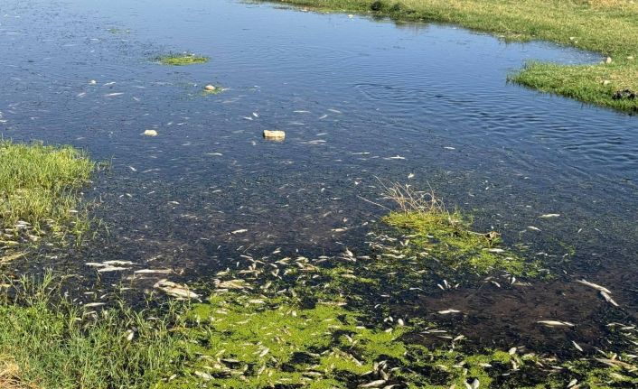 Balık ölümlerine neden olan fıstık ve zeytin yağı tesisine ceza