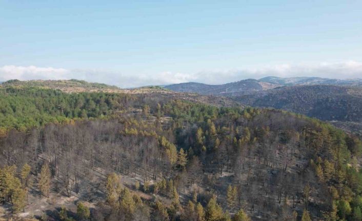 Bolu’daki yangından etkilenen alanda söndürme ve soğutma çalışmaları sürüyor