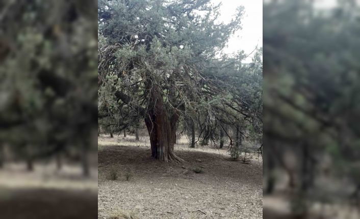 Denizli’de 700 yıllık ardıç ağacı keşfedildi