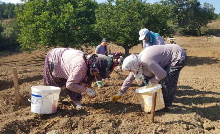 "Dünyanın en pahalı baharatı" toprakla buluşturuldu