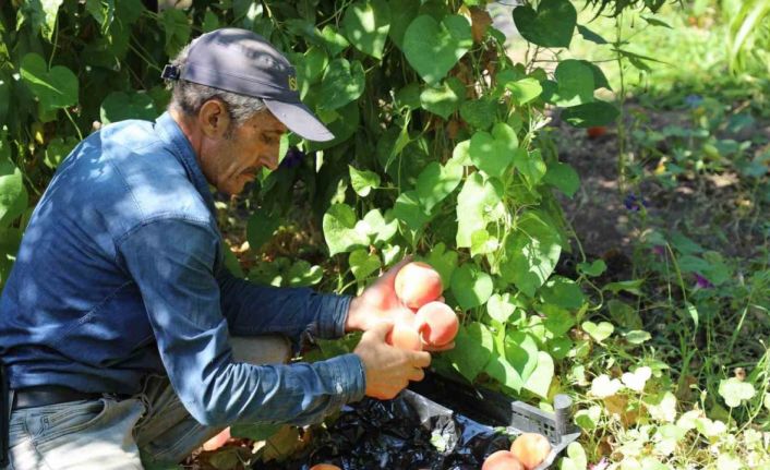 Elazığ’da şeftali hasadı devam ediyor