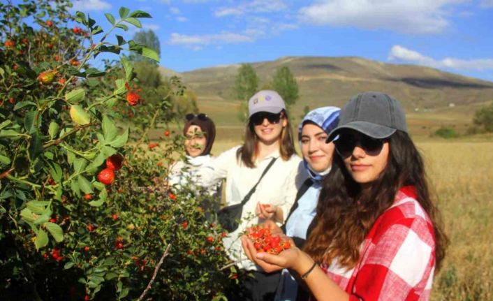 Erzincan’da kuşburnu, zorlu arazilerde toplanmaya başlandı