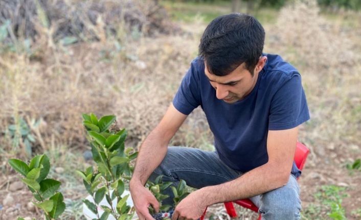 Erzincan’ın ilk aronya bahçeleri meyvelerini verdi