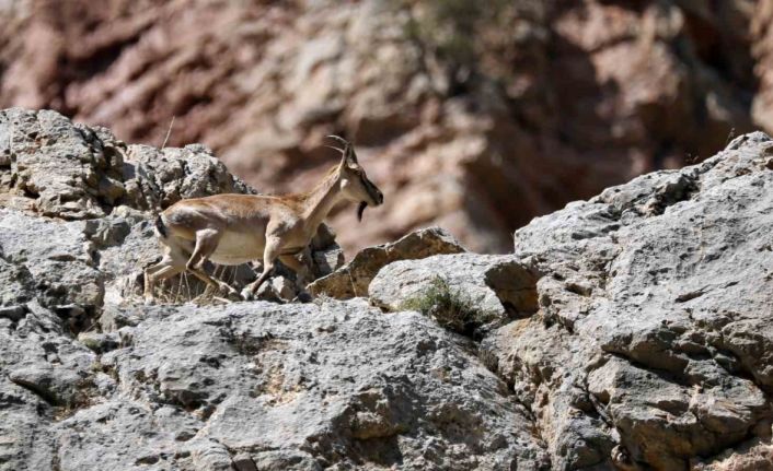 Gümüşhane’nin yaban keçileri Vali Tanrısever’in karşısına çıktı