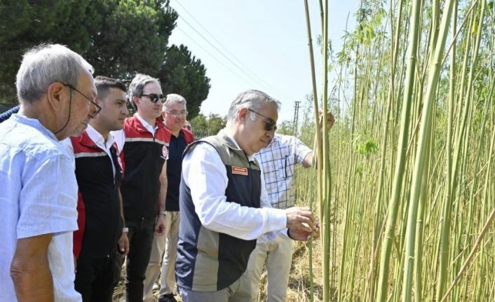 İzmir’de izinli ve kontrollü kenevir hasadı gerçekleştirildi