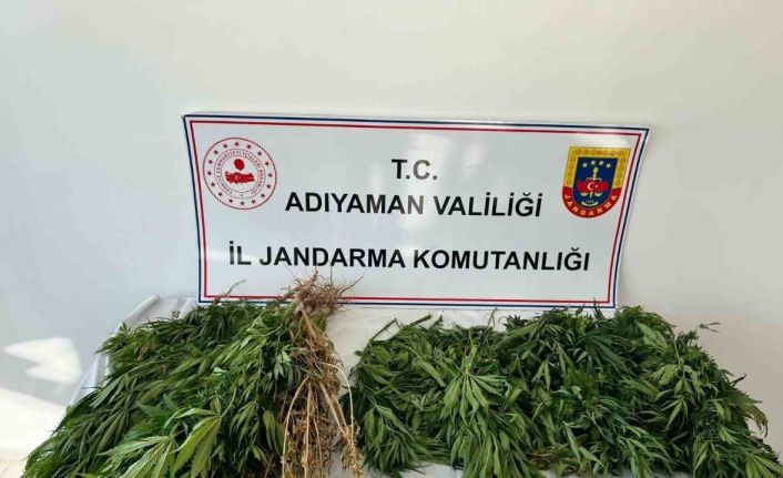 Jandarma ekipleri 102 kök kenevir bitkisi ele geçirdi