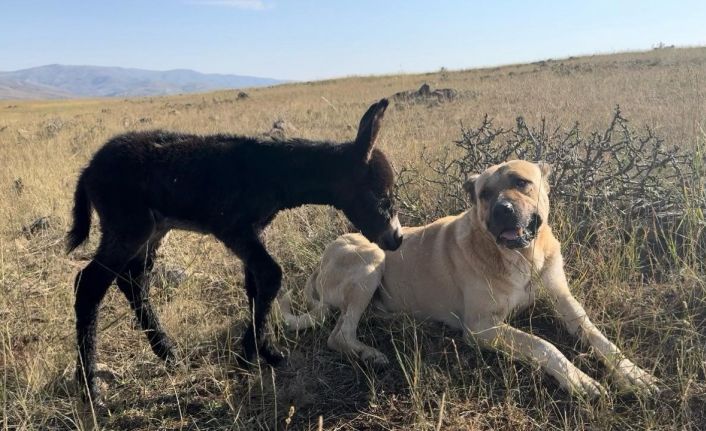 ’Kral’ bu kez sürünün eşeğine sahip çıktı