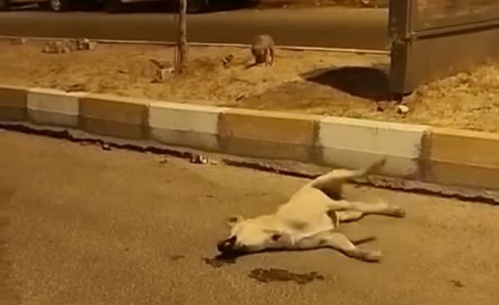 Mardin’de sokak köpekleri başka bir köpeği telef etti