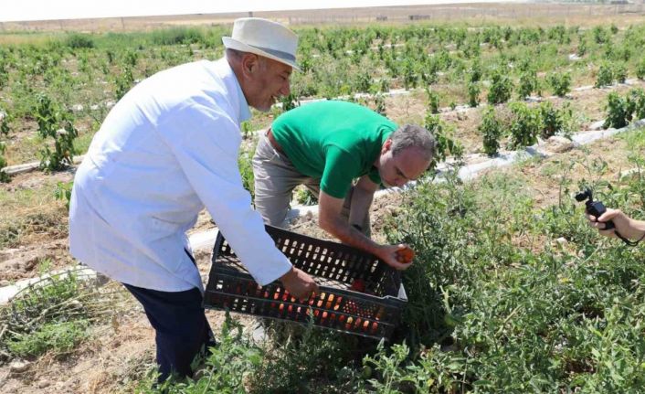 Niğde’de üniversitenin tarım arazilerinde sebze meyve hasadı başladı