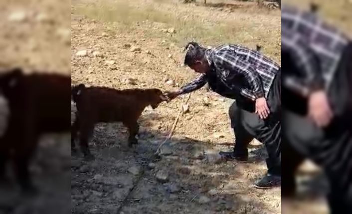 Oğlak ile oyun oynayarak keyifli anlar yaşadı