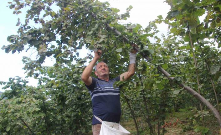 Ordu’da fındık hasadı başladı