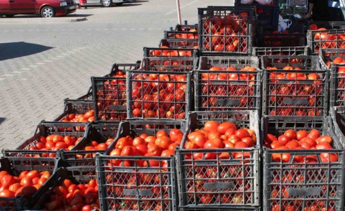 (ÖZEL) Salçalık domatesler görücüye çıktı