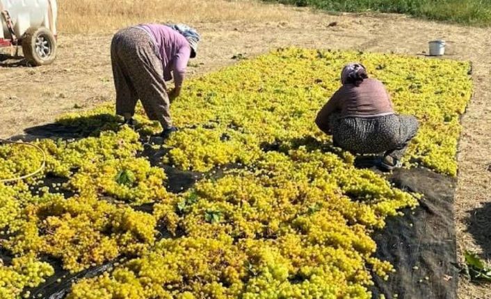 Sarıgöl’de üzüm kurutma çalışmaları başladı