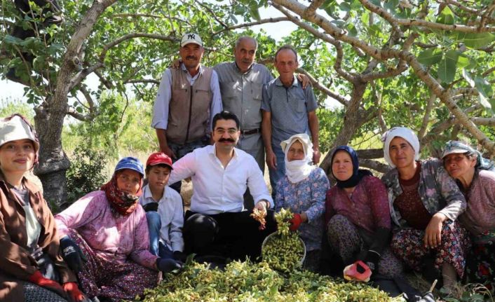 Selendi’de yeşil altında hasat başladı