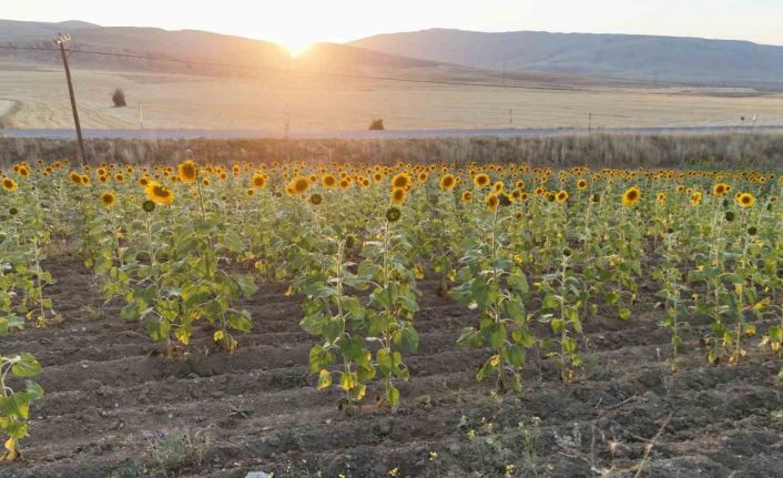 Sivas’ta ayçiçek üretiminde rekor artış