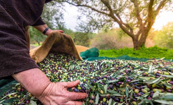 Sofralık zeytin ihracatı 200 milyon dolara koşuyor