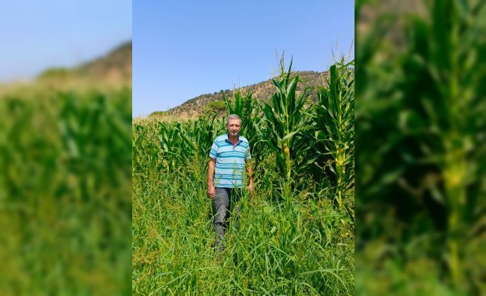 Söke’de yem bitkileri desteği için tarla kontrolleri yapıldı