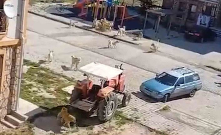 Sürü halinde dolaşan başıboş köpekler tehlike saçıyor