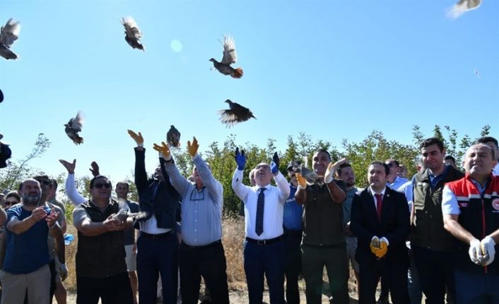 Tekirdağ’da 300 adet çil keklik doğaya salındı