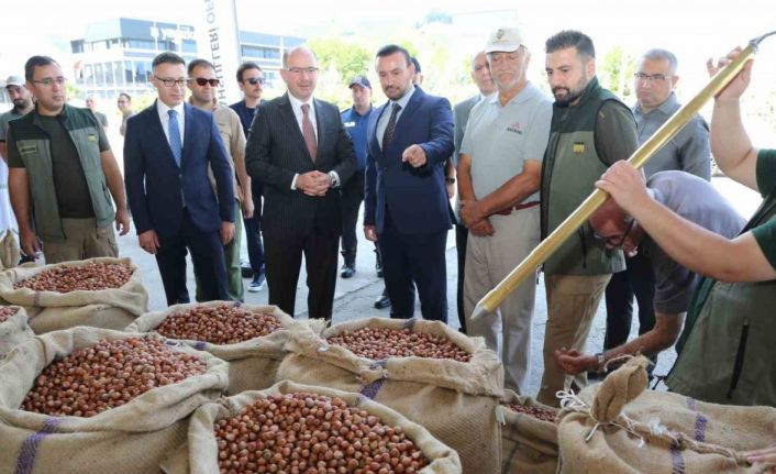 TMO Giresun’da ilk fındığı 135,96 liradan aldı